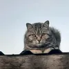 oketra_