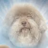 fw..scaoch