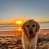 sunsetpup