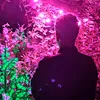 levi_ama