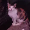 abigailyobab