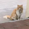 hớ hớ hớ hớ.