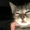 prlyydjnggla