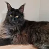 lordmontythegreat