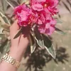 duha007