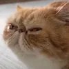 marvin_gavranaj