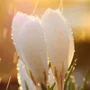 heba_631