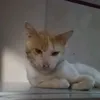 omboyy_tiktok
