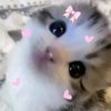 amelia_paquette6
