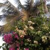 elaze_9
