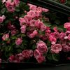 lolly_685