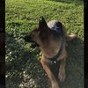 My German Shepards