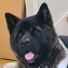 americanakita53
