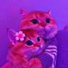 mss.surprise3