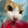 _jokat_12