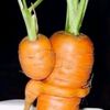 vitaminbilgini
