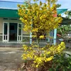 dnguynth96