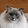 pachalex44