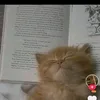 roaahamama02