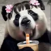 panda_coo