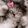 lisablink_2