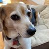 minnie.beagle.lizzy.cow