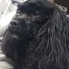notyour_dog