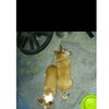 milita.gpe25