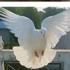 asgharaligujjar44