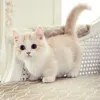 q.uantr_nq
