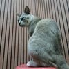 nitafitriana2