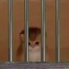 jm.luv.cat