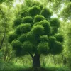 nhulan011