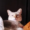 squirrelandpinecone