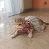 hajer_elk03