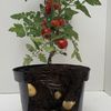 tomatopotato1917