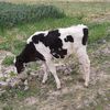 241176cesar