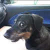 dollylepecheur