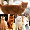 kittykattykats