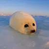 _imtulen