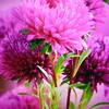 dyqtq9m5qx33