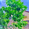 nguyensoai9999