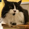 robinbythecatsandbooks