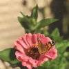 joannecarter635