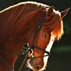 cavalo_ofisial