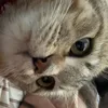 trang_nhinhanhinho