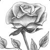 rosepink088