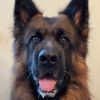 wagging_tales_of_2_gsds