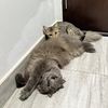 sillyzindy