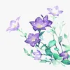glockenblume.sana